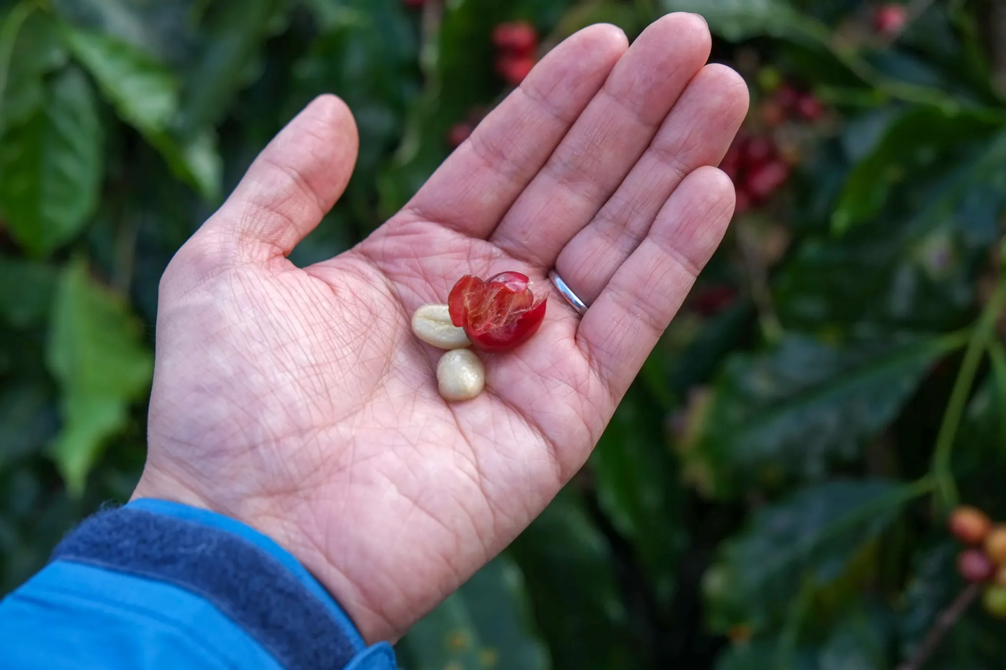 coffee cherry