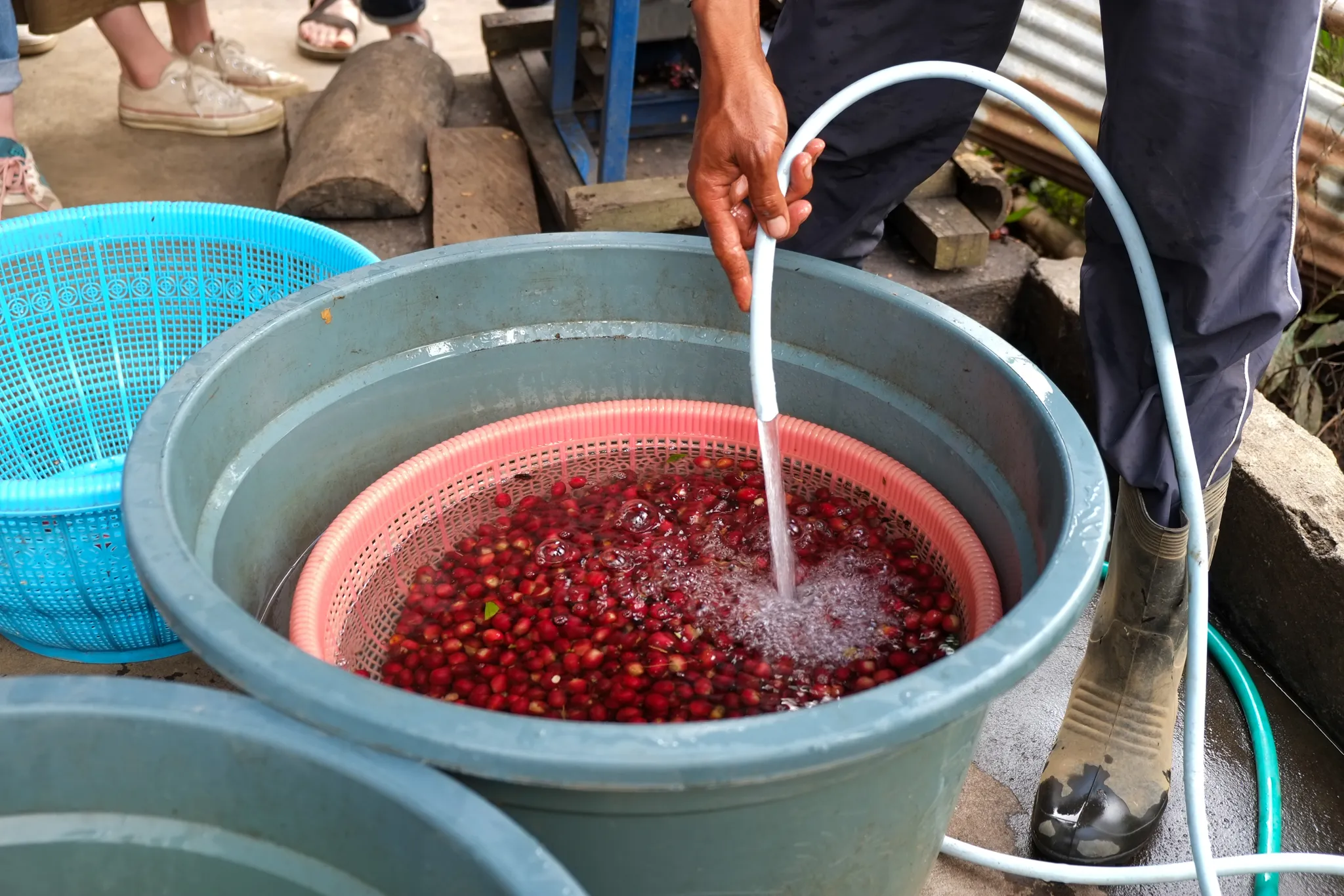 coffee cherry sorting