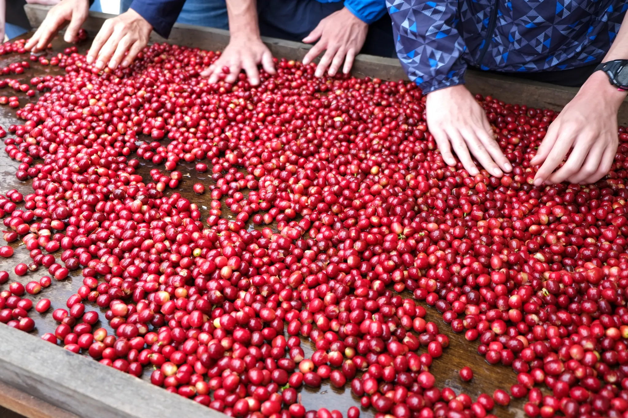 coffee cherry sorting