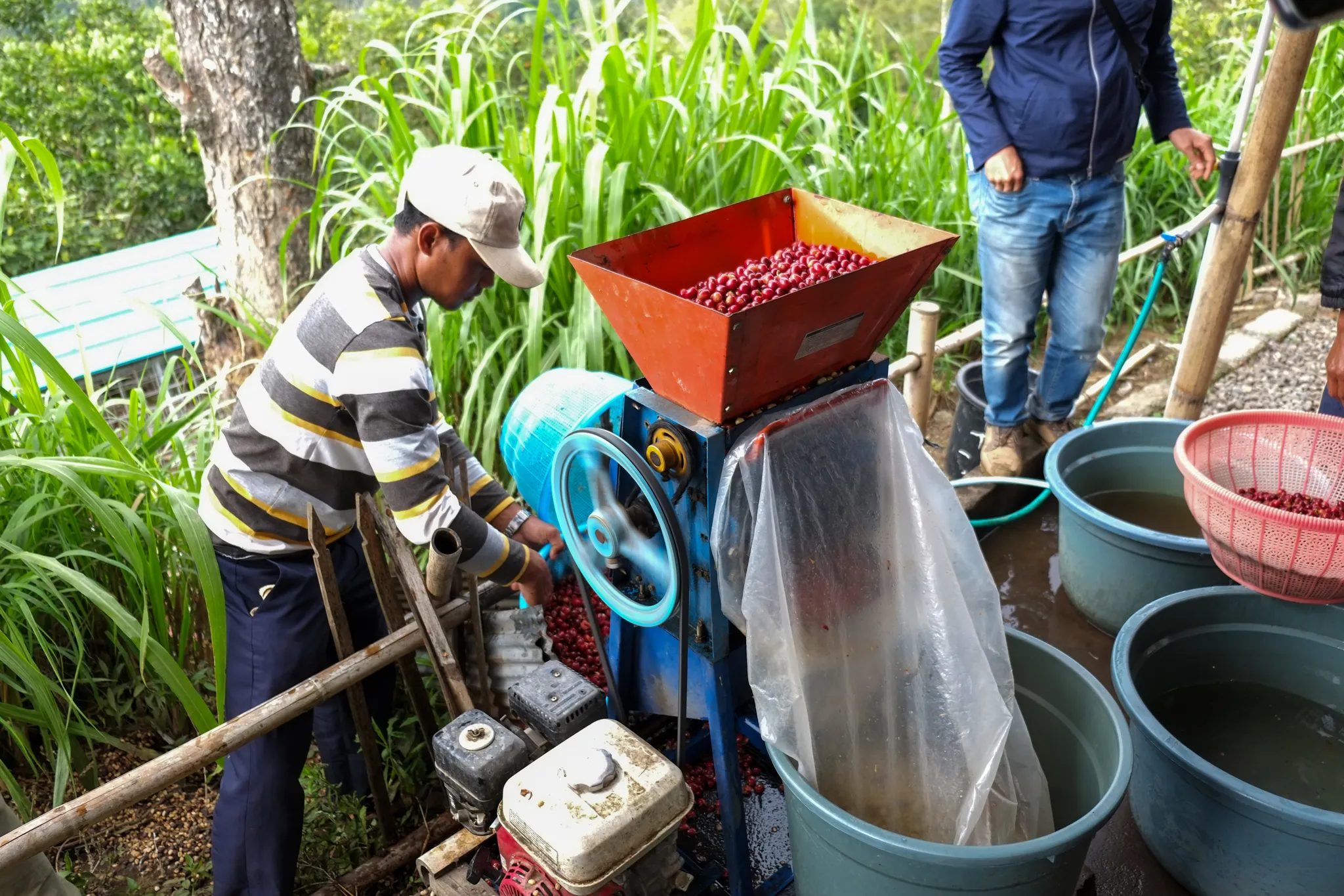 pulping