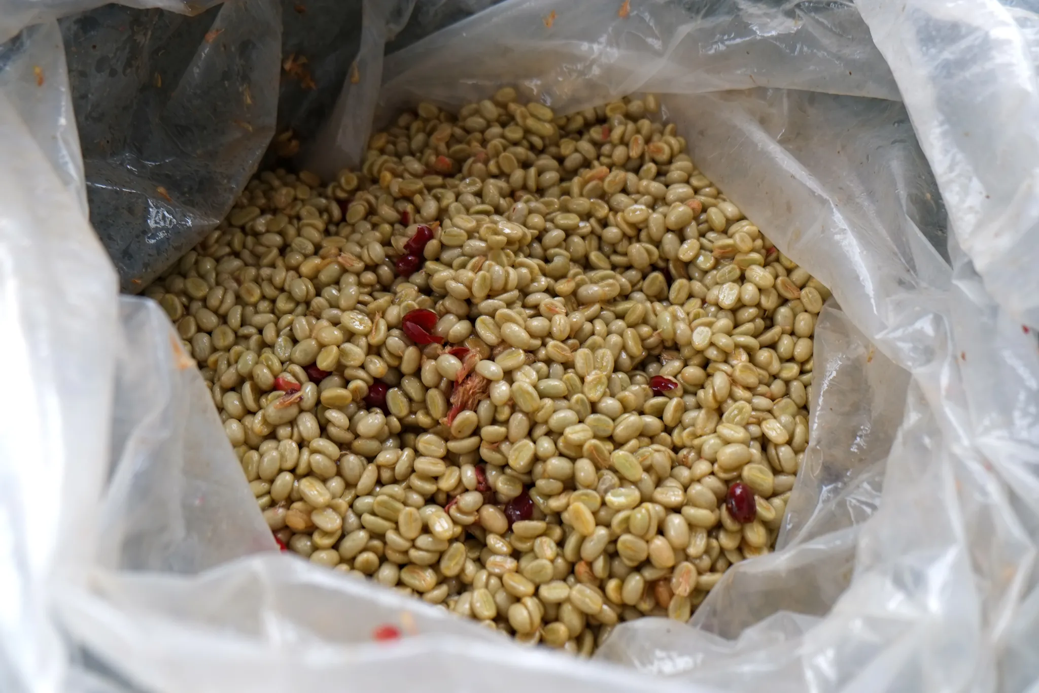 pulped coffee beans